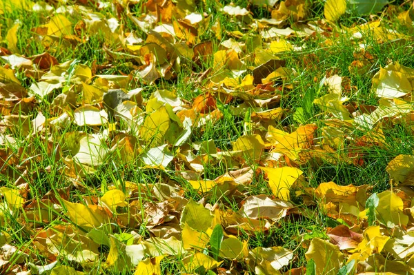 Текстура Фон Рисунок Осенние Осенние Кленовые Листья Земле Осенним Дождем — стоковое фото