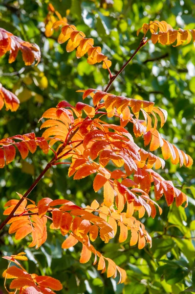 Textur Hintergrund Muster Erster Schnee Die Blumen Beet Sind Mit — Stockfoto