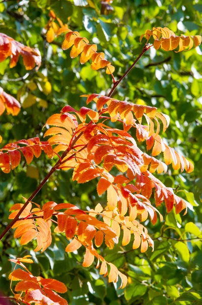 Textur Hintergrund Muster Rote Blätter Herbst Auf Einem Baum Gelbe — Stockfoto