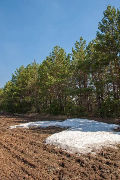 Bahar manzara. bahar alanında son kar. engebeli arazi. ağaçların yaprakları olmadan. ilk sıcak günleridir