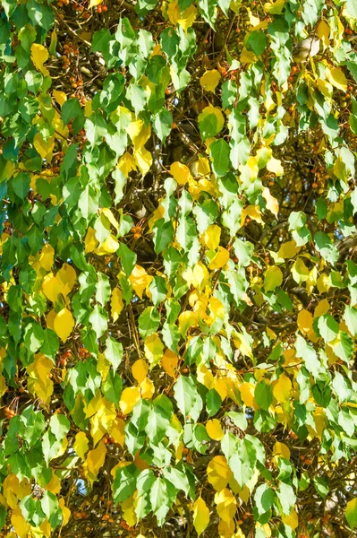 Текстура Фон Рисунок Красные Листья Осенью Дереве Желтые Листья Роуэн — стоковое фото