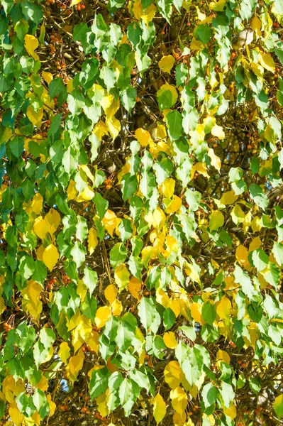 Textura Fondo Patrón Hojas Rojas Otoño Árbol Hojas Amarillas Rowan —  Fotos de Stock