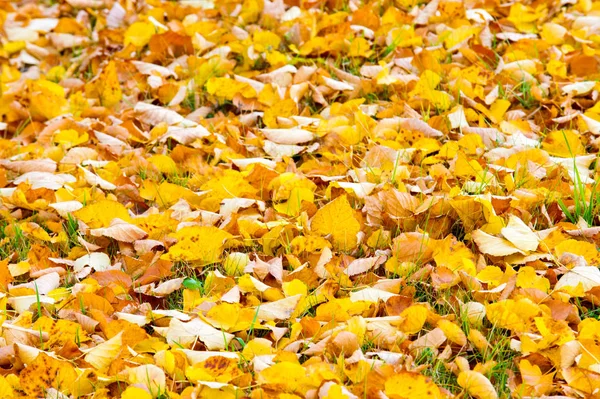 Textuur Achtergrond Patroon Herfst Herfst Esdoorn Bladeren Grond Onder Herfst — Stockfoto