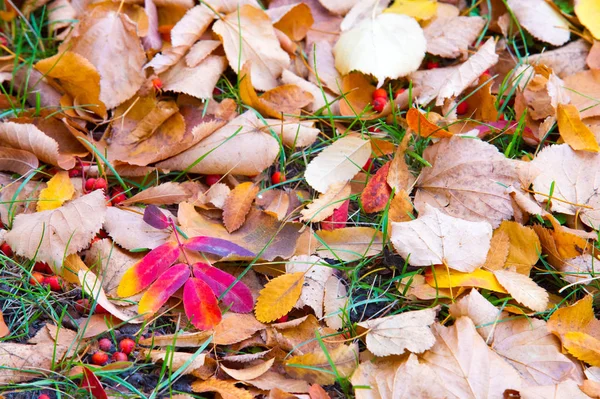 Texture Background Pattern Autumn Leaves Leaves Ground Red Yellow Ruby — Stock Photo, Image