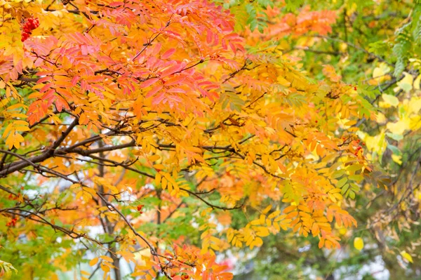 Doku, arka plan, desen. Kırmızı yaprakları yağmur altında bir ağaç üzerinde. Rowberry sonbahar yaprakları