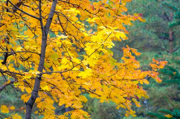 Textura Fondo Patrón Hojas Otoño Árbol Clima Octubre Mes —  Fotos de Stock