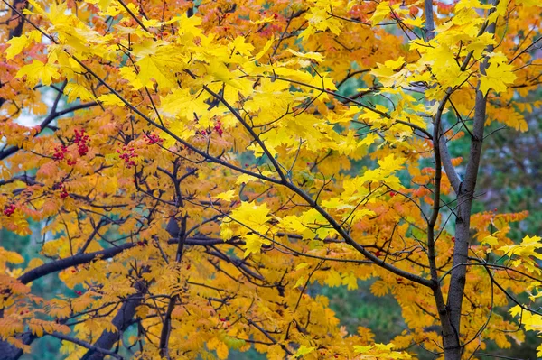 Texture Fond Motif Automne Feuilles Érable Sur Arbre Rouge Jaune — Photo