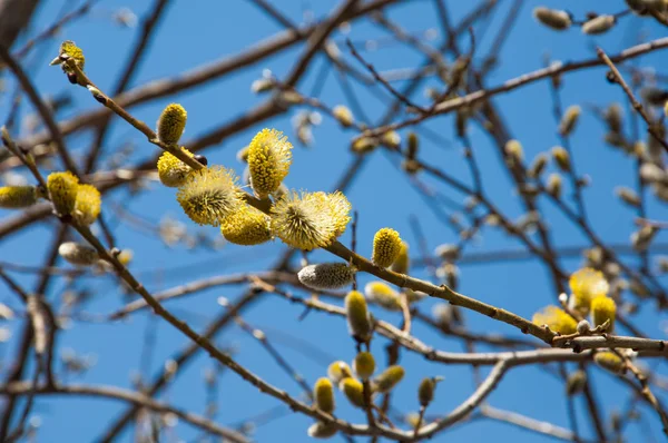 Bahar manzara. Willows şişmiş tomurcukları. Parlak sarı çiçek tomurcukları söğüt