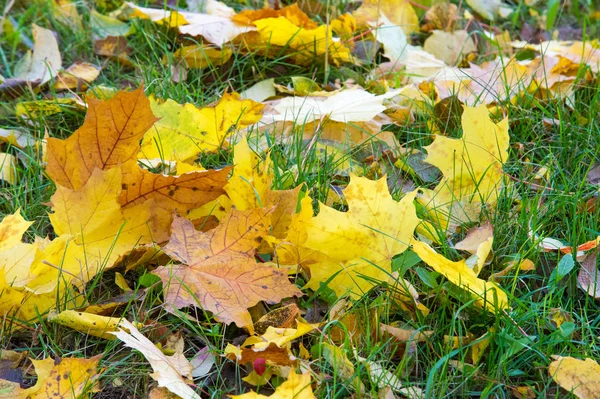 Doku, arka plan, desen. Sonbahar yaprakları yaprakları yere. Kırmızı sarı yakut