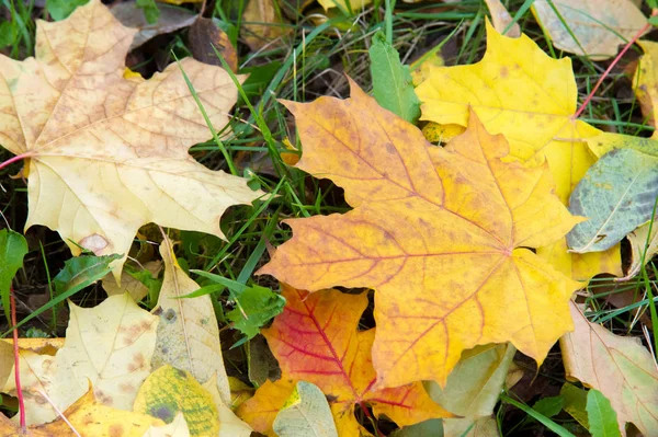 Texture Background Pattern Autumnal Autumn Maple Leaves Ground Autumn Rain — Stock Photo, Image