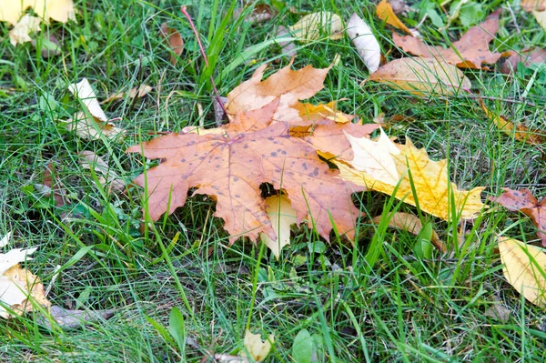 Textura Pozadí Vzor Podzimní Podzimní Javorové Listy Zemi Podle Podzimní — Stock fotografie