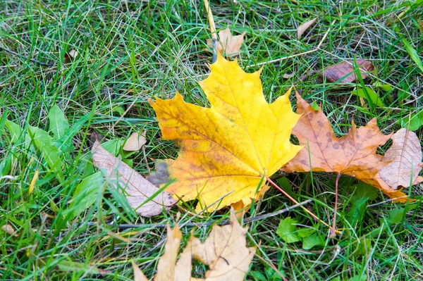 Textura Pozadí Vzor Podzimní Podzimní Javorové Listy Zemi Podle Podzimní — Stock fotografie