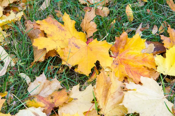 Doku, arka plan, desen. Sonbahar sonbahar akçaağaç yere bırakır. Sonbahar yağmur altında
