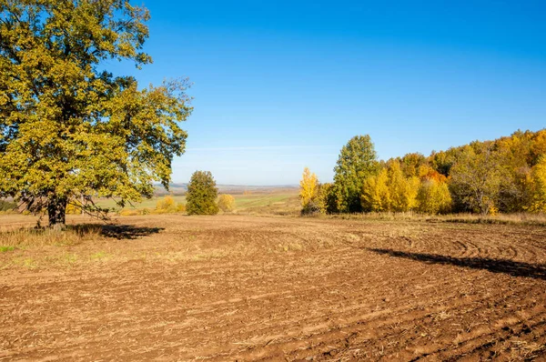 Sonbahar manzara. Alan bir sonbahar ağaç arka plan üzerinde sürme. renkli ağaçlar. kırmızı kahverengi renk sarı, altın. 