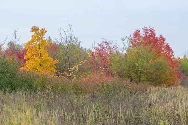 doğal manzara. Sonbahar manzara. Kırmızı ve sarı yaprakları ağaçlar ve çalılar leke. Pastırma yazı. Yılın en güzel zamanı