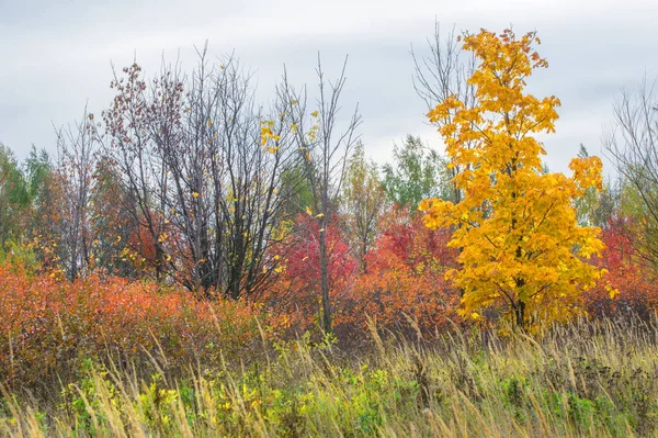 doğal manzara. Sonbahar manzara. Geç sonbaharda büyük bir şehir, bir banliyösünde. Altın ağaçlar, Kuru ot. bulutlu hava. Bulut gökyüzü kapakları, güneşin parlamadığı değil, Rüzgar uluyor alanında,
