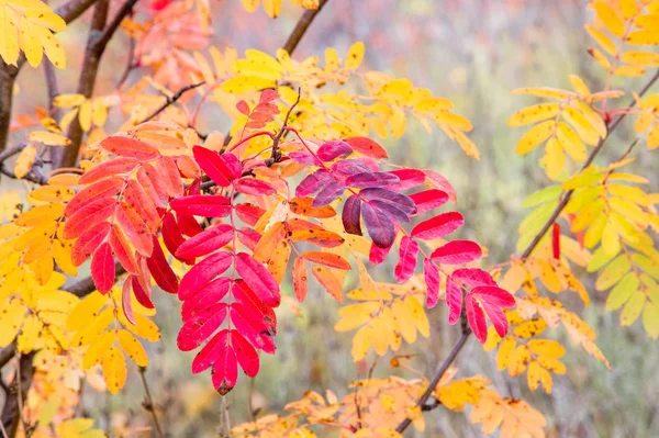 Textur Hintergrund Muster Rote Blätter Einem Baum Unter Dem Regen — Stockfoto