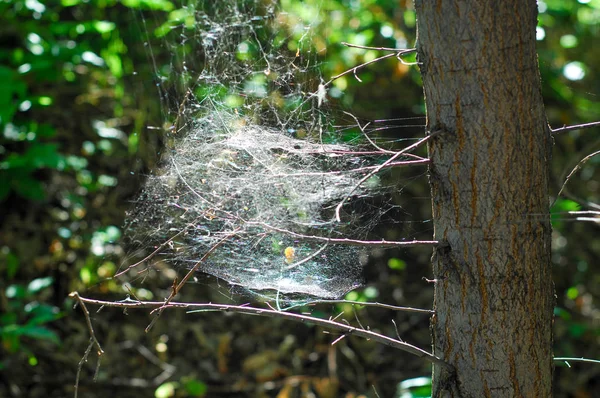 Spider Web Knots Pine Summer Photography — Stock Photo, Image