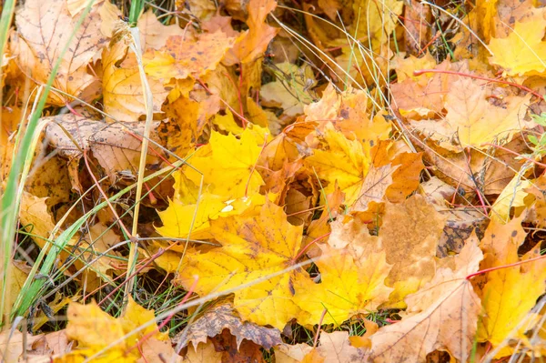 Texture Fond Motif Feuilles Automne Feuilles Sur Sol Rubis Jaune — Photo