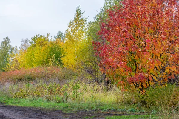 Природные Пейзажи Осенний Пейзаж Красные Желтые Листья Окрашивают Деревья Кусты — стоковое фото