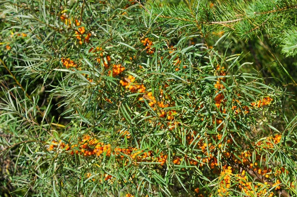 Ιπποφαές Στο Δέντρο Θάλασσα Buckthorn Φυτά Είναι Απίστευτα Σημαντικό Φυσικών — Φωτογραφία Αρχείου