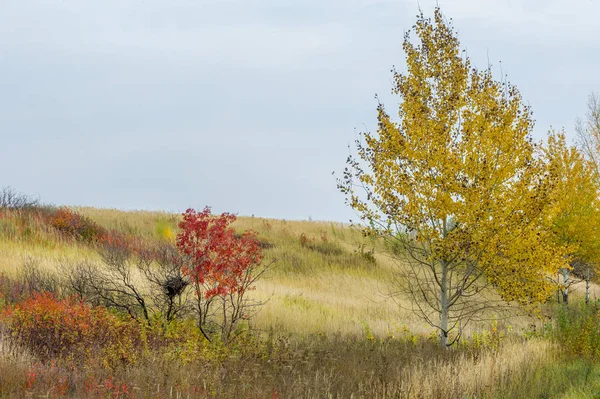doğal manzara. Sonbahar manzara. Kırmızı ve sarı yaprakları ağaçlar ve çalılar leke. Pastırma yazı. Yılın en güzel zamanı