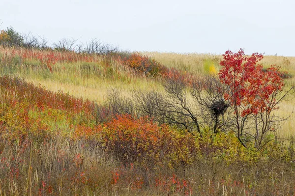 doğal manzara. Sonbahar manzara. Kırmızı ve sarı yaprakları ağaçlar ve çalılar leke. Pastırma yazı. Yılın en güzel zamanı