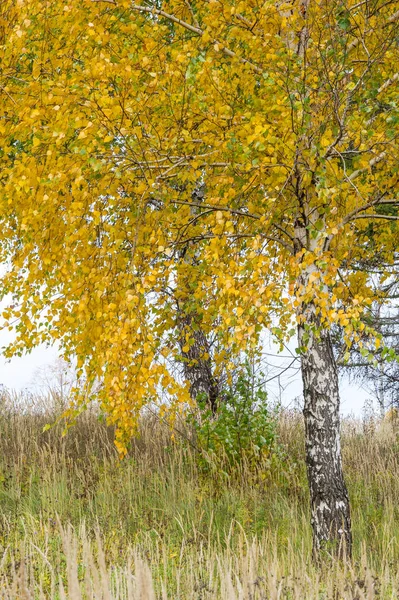 Paisajes Naturales Paisaje Otoño Hojas Rojas Amarillas Manchan Árboles Arbustos —  Fotos de Stock