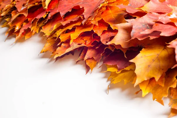 Textura Fondo Hojas Arce Otoño Sobre Fondo Blanco Árbol Arbusto —  Fotos de Stock