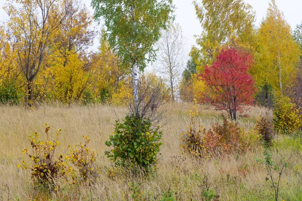 doğal manzara. Sonbahar manzara. Kırmızı ve sarı yaprakları ağaçlar ve çalılar leke. Pastırma yazı. Yılın en güzel zamanı