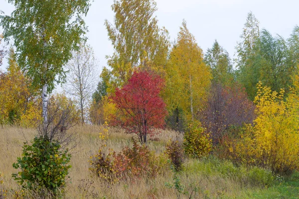 Paisagens Naturais Paisagem Outono Folhas Vermelhas Amarelas Mancham Árvores Arbustos — Fotografia de Stock