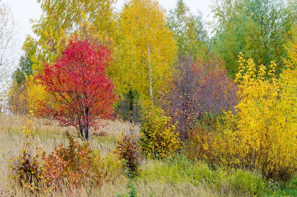 Paisagens Naturais Paisagem Outono Folhas Vermelhas Amarelas Mancham Árvores Arbustos — Fotografia de Stock