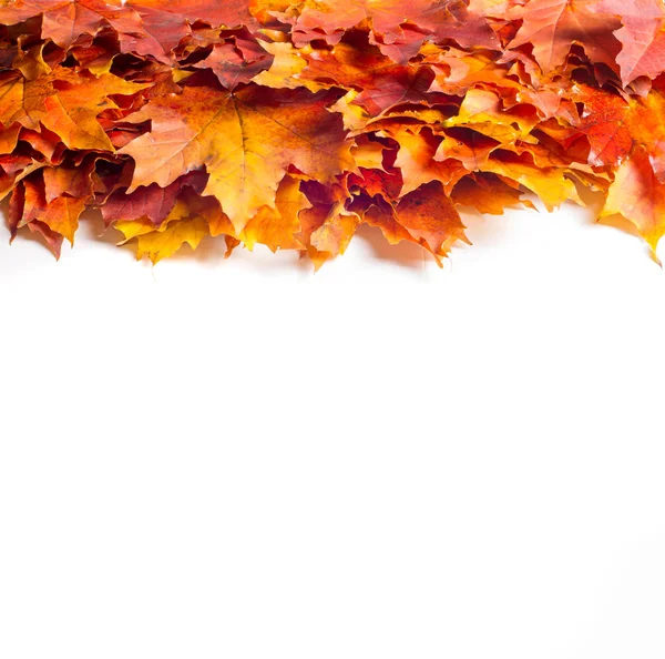 Doku, arka plan, beyaz bir arka plan üzerinde sonbahar akçaağaç yaprakları. bir ağaç ya da çalı loblu yaprakları, kanatlı meyve ve bir süs ve onun ahşap veya için şurup gibi sap yetiştirilen renkli sonbahar yaprakları.