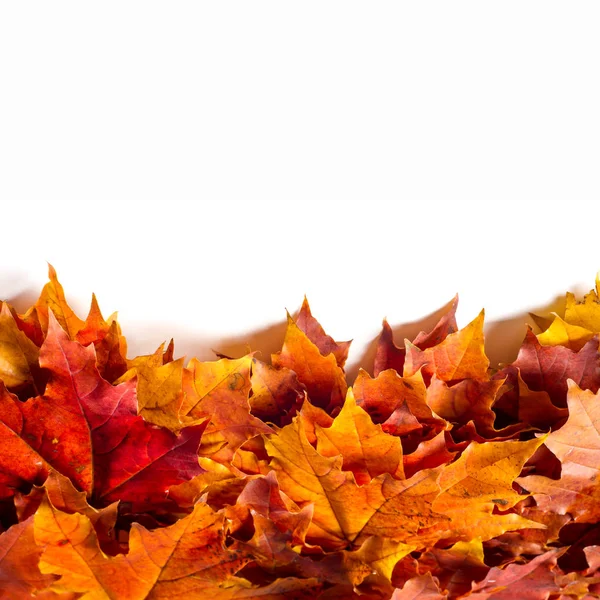 Doku, arka plan, desen. Sonbahar sonbahar akçaağaç yaprakları. Mevsimlik bir ağacının yaprakları