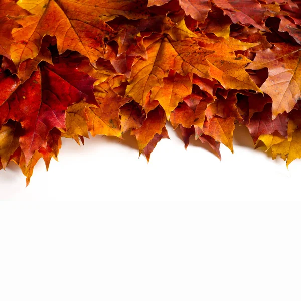 Doku, arka plan, desen. Sonbahar sonbahar akçaağaç yaprakları. Mevsimlik bir ağacının yaprakları