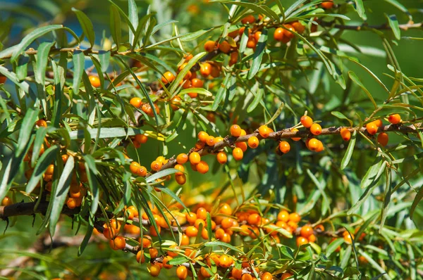 Deniz topalak ağaç. Deniz cehri bitkiler çok önemli doğal kaynaklar, Çin, Rusya ve Kanada prairies dağlık bölgelerde vardır.