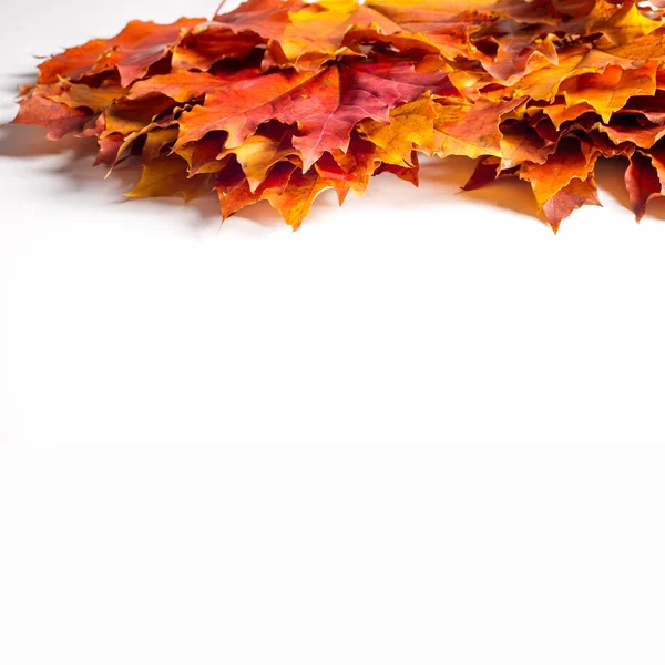 Doku, arka plan, desen. Sonbahar sonbahar akçaağaç yaprakları. Mevsimlik bir ağacının yaprakları