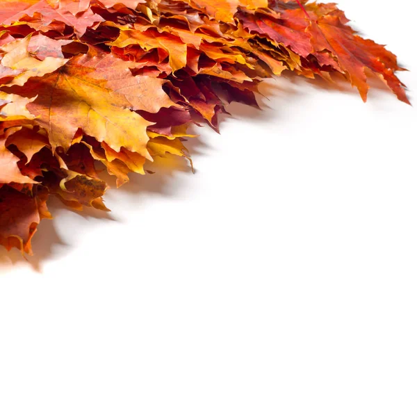 Doku, arka plan, beyaz bir arka plan üzerinde sonbahar akçaağaç yaprakları. bir ağaç ya da çalı loblu yaprakları, kanatlı meyve ve bir süs ve onun ahşap veya için şurup gibi sap yetiştirilen renkli sonbahar yaprakları.