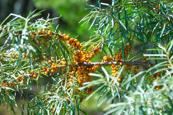 Coronopo Marino Sull Albero Sea Buckthorn Piante Sono Incredibilmente Importanti — Foto Stock