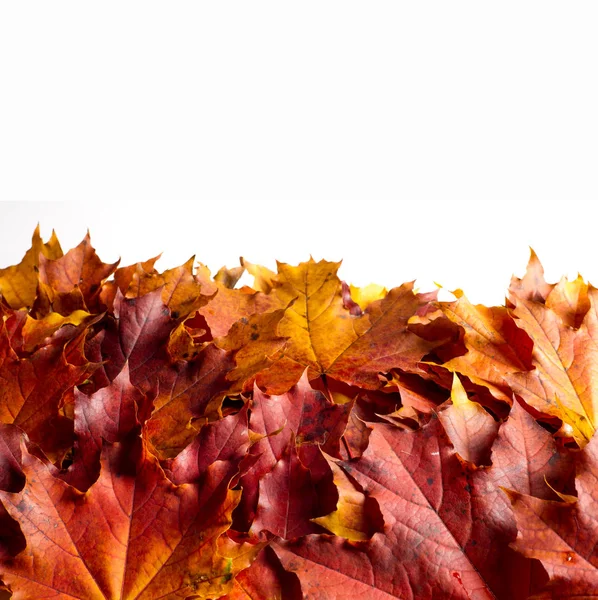 Doku, arka plan, desen. Sonbahar sonbahar akçaağaç yaprakları. Mevsimlik bir ağacının yaprakları