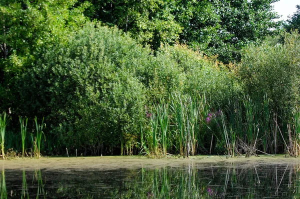 Una Foto Pantano Tina Hierba Pato Una Diminuta Planta Floración — Foto de Stock