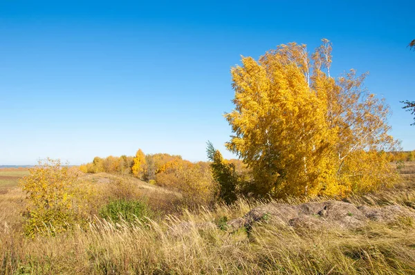 秋天的山水 白桦树上的枫树被漆成秋天的颜色 收藏美丽多彩的秋叶绿 — 图库照片