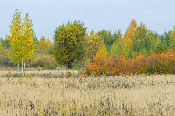 Natuurlijke Landschappen Herfst Landschap Rode Gele Bladeren Vlek Bomen Struiken — Stockfoto