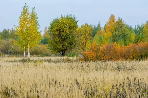 doğal manzara. Sonbahar manzara. Kırmızı ve sarı yaprakları ağaçlar ve çalılar leke. Pastırma yazı. Yılın en güzel zamanı