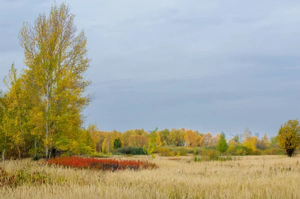 Natuurlijke Landschappen Herfst Landschap Rode Gele Bladeren Vlek Bomen Struiken — Stockfoto