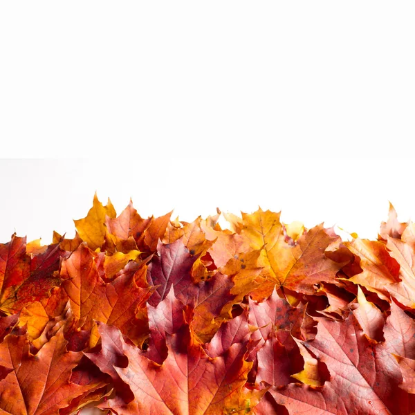 Doku, arka plan, beyaz bir arka plan üzerinde sonbahar akçaağaç yaprakları. bir ağaç ya da çalı loblu yaprakları, kanatlı meyve ve bir süs ve onun ahşap veya için şurup gibi sap yetiştirilen renkli sonbahar yaprakları.