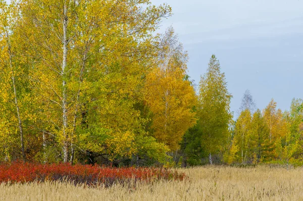 Natuurlijke Landschappen Herfst Landschap Rode Gele Bladeren Vlek Bomen Struiken — Stockfoto