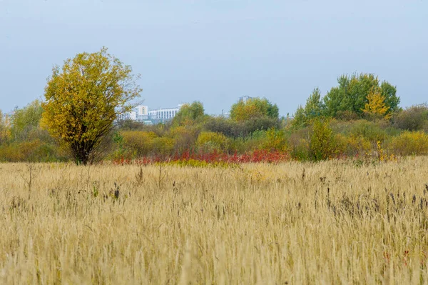 doğal manzara. Sonbahar manzara. Geç sonbaharda büyük bir şehir, bir banliyösünde. Altın ağaçlar, Kuru ot. bulutlu hava. Bulut gökyüzü kapakları, güneşin parlamadığı değil, Rüzgar uluyor alanında,