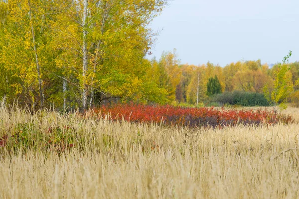 doğal manzara. Sonbahar manzara. Kırmızı ve sarı yaprakları ağaçlar ve çalılar leke. Pastırma yazı. Yılın en güzel zamanı