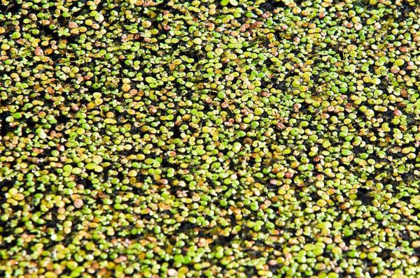 Bir bataklık, Tina, duckweed bir resim. Büyük miktarlarda kez yüzeyde belirgin bir sürekli yeşil katman oluşturan durgun su üzerinde yüzen küçük bir su çiçekli bitki.